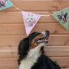 Party Dog Flaggirlang 3 meter